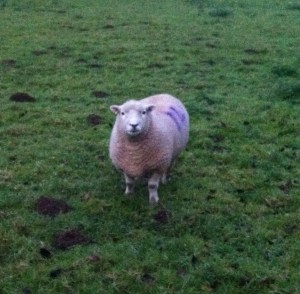 southdown sheep1