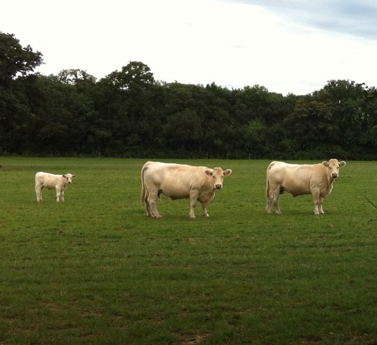 English cattle