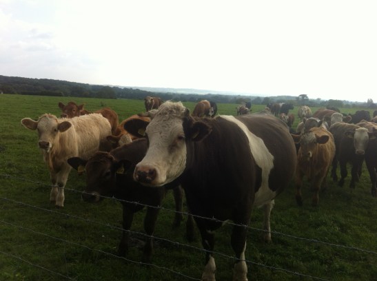 cattle at oxshot