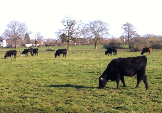 cattle at Ripley