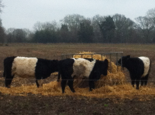 belted galloways