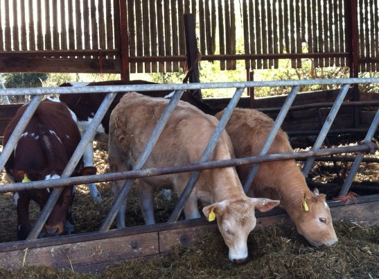 polsden_cattle