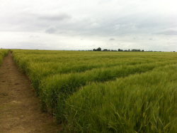 wheat_field2