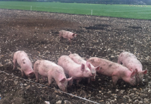 Pigs at Ockham 3
