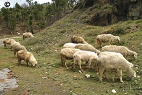 pakistan sheep