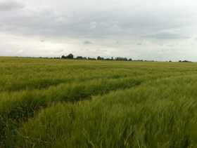 wheat_field1